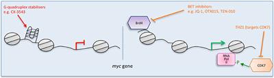 Strategies to Inhibit Myc and Their Clinical Applicability